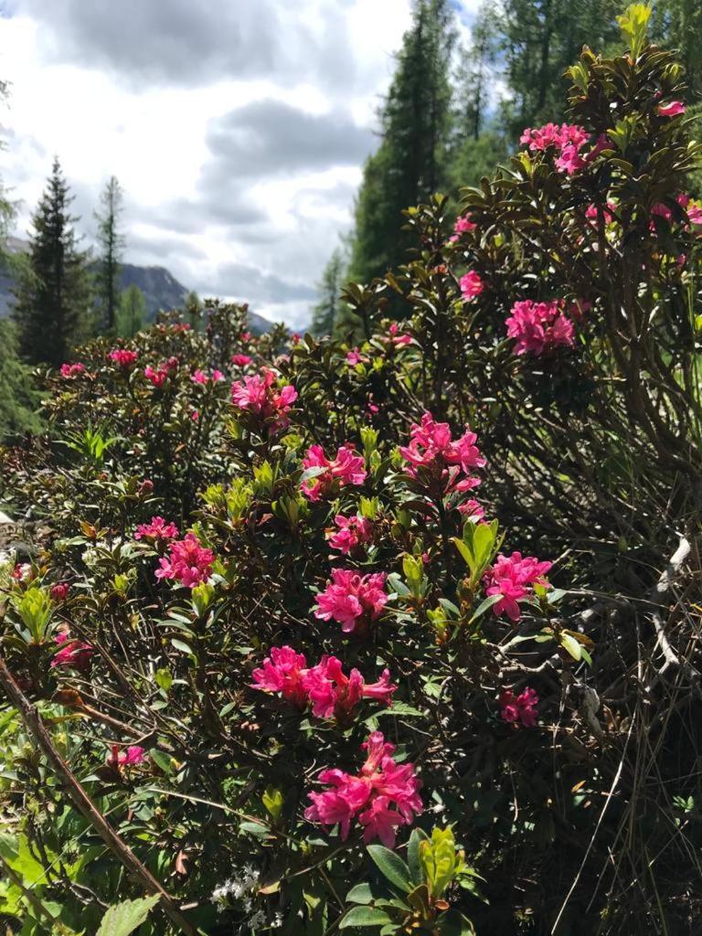 Apartmán Mountain Alleghe Pokoj fotografie