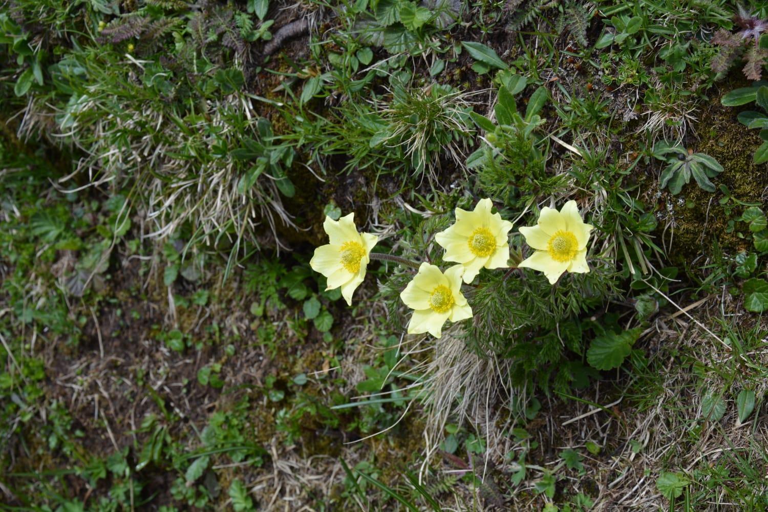 Apartmán Mountain Alleghe Pokoj fotografie