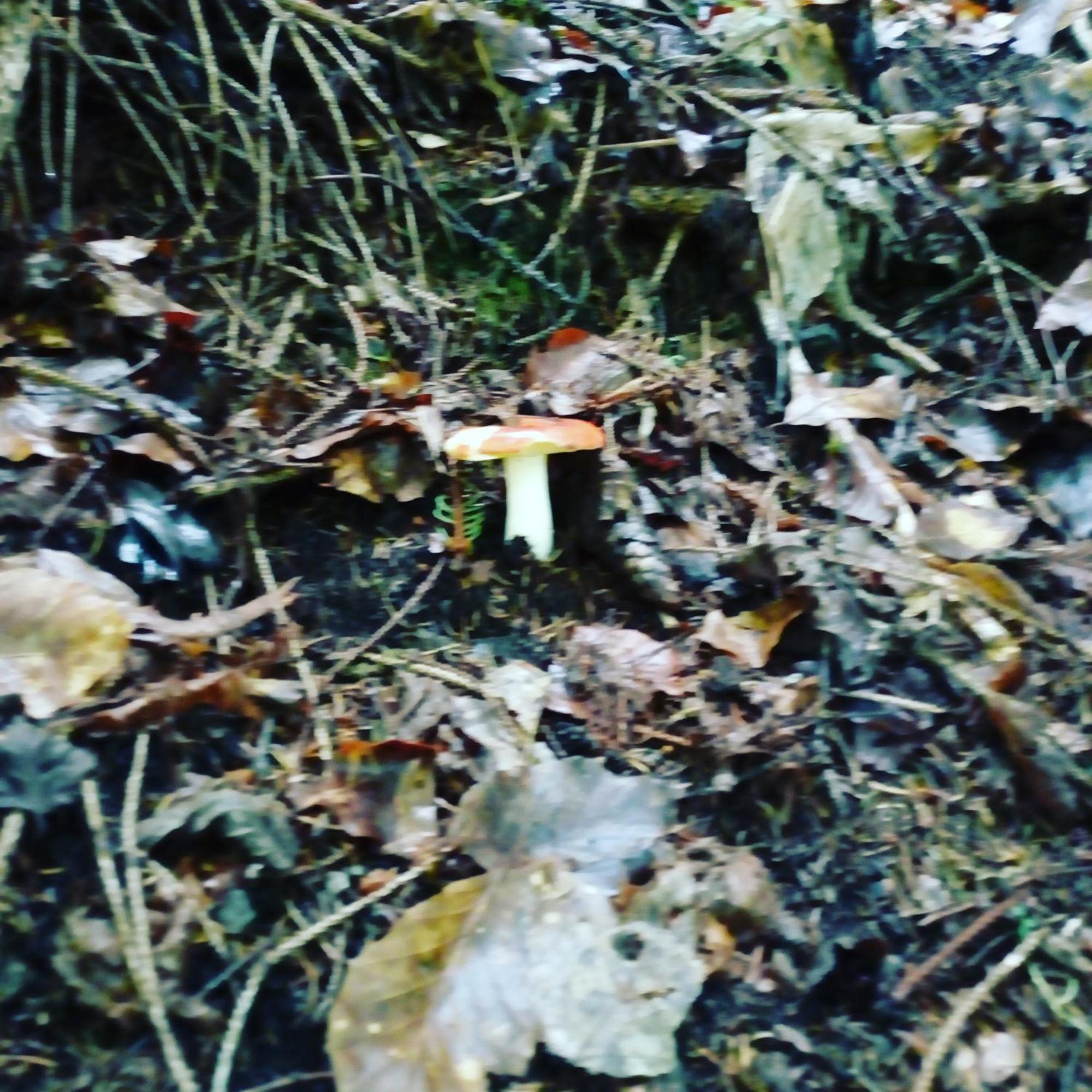 Apartmán Mountain Alleghe Pokoj fotografie
